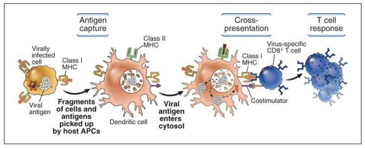 <p>DCs can present microbial/tumor antigens from infected/neoplastic cells to CD8+ cells → prime CD8+ T cells to target infected/neoplastic cells</p>