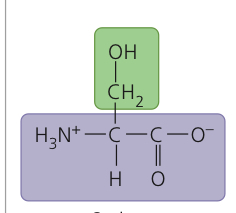 <p>Serine</p>