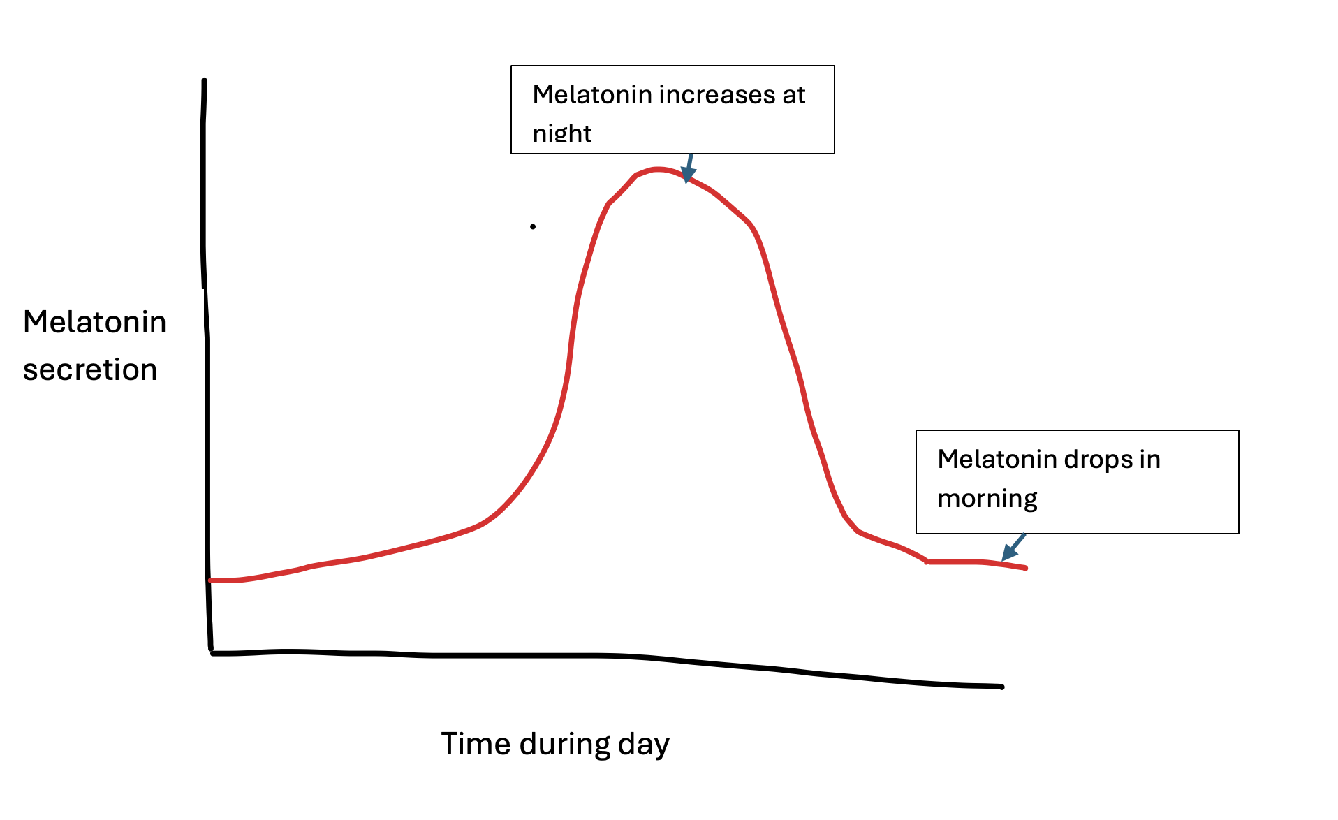 <p>It assists in the circadian rhythm, as it is a hormone to help wake up during the day and sleep during the night. </p>