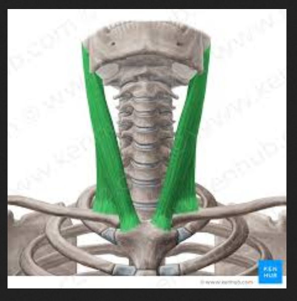 <p>Muscle of the face, head, and neck:</p><p>Sternocleidomastoid</p>