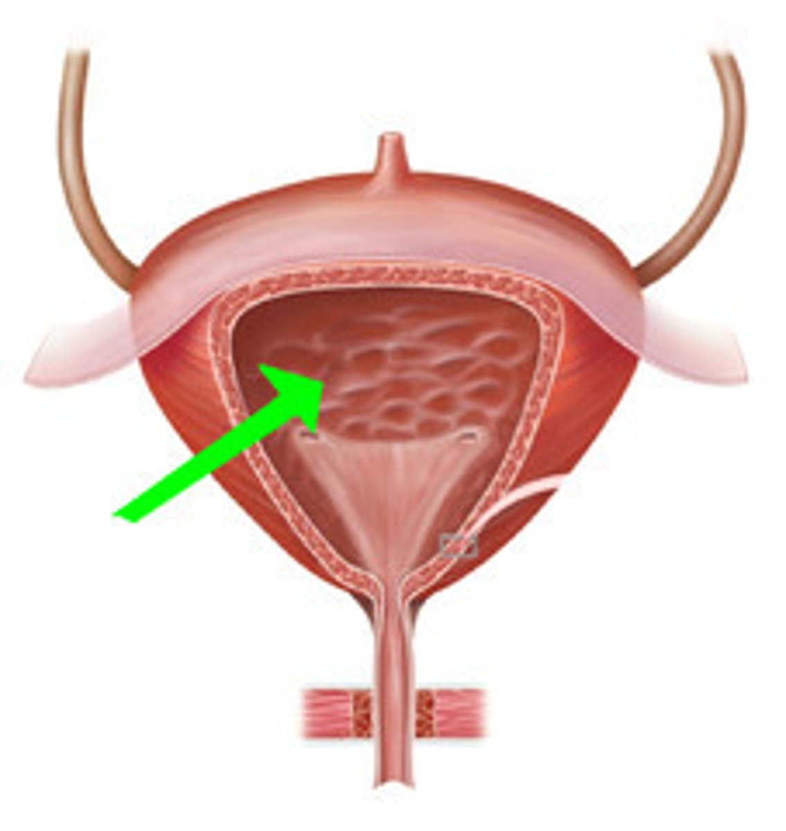 <p>series of folds of transitional epithelium in the mucosa lining the bladder</p>