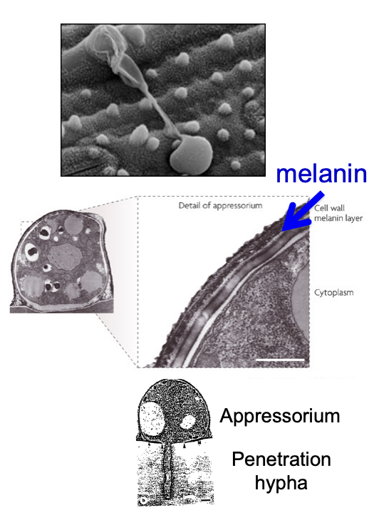 <ul><li><p>force exerted over a period of several hours</p><ul><li><p>concentrated to narrow diameter hyphae</p><ul><li><p>more pressure for penetration</p></li></ul></li></ul></li><li><p>Pressure is able to go through solid Mylar plastic</p></li></ul><p><strong>→Punches through</strong></p>