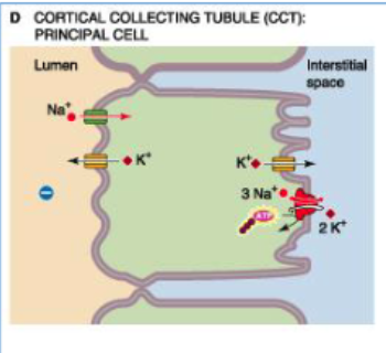 <p>changing levels of what hormone may modulate the # of ENaCs (epithelial Na channels) that are open in the apical membrane of cortical collecting tubules?</p>