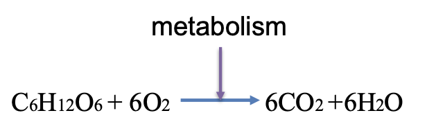 <ul><li><p><span style="color: rgb(34, 34, 34)">all the chemical processes going on continuously inside your body that allow life and normal functioning (homeostasis)</span></p><ul><li><p>two types: Catabolism and Anabolism </p></li></ul></li></ul><p></p>