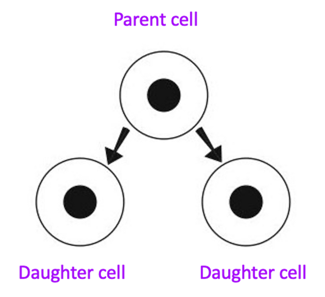 <p><span>Process of making new cells from existing cells.</span></p>