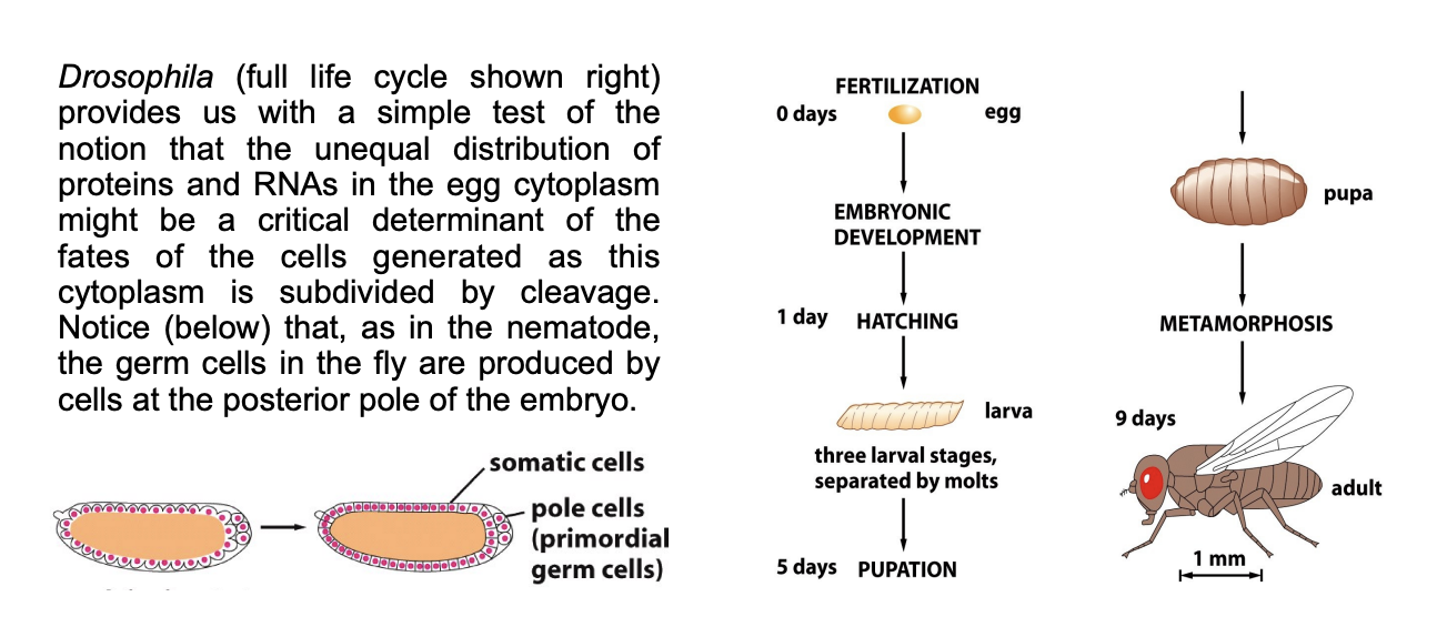 <ul><li><p>the germ cells in the fly are produced by cells</p></li><li><p>at the posterior pole of the embryo</p></li></ul><p>→ IS there something special about this part of the egg cytoplasm→ that dictates the formation of germ cells, rather than any ther cell type</p><p></p>