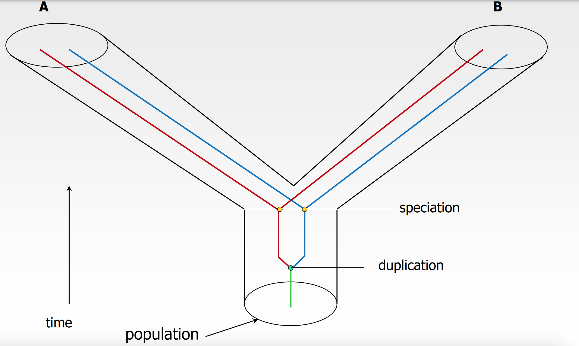 * first $$duplication$$ occurs 
* ^^speciation^^ event into A and B 
  * red and blue in each species 