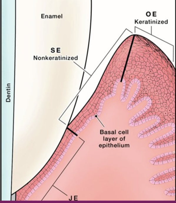 <p>Microscopic Anatomy of <strong>Junctional Epithelium</strong>:</p>