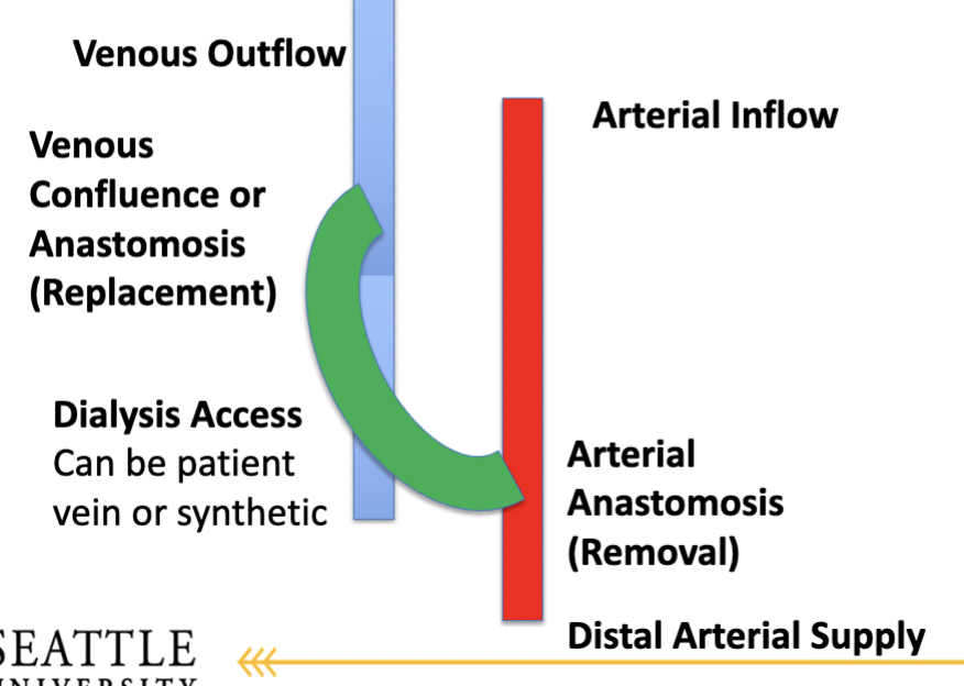 <p>What structures are involved in dialysis access, and how is it similar to an arterial bypass graft? <strong>What does the distal part do?</strong></p>