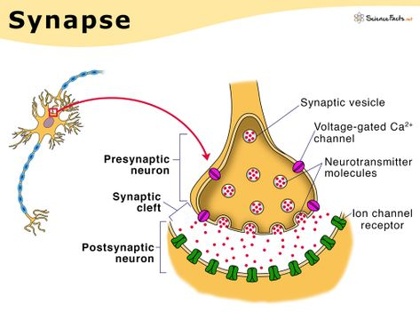 <p>axon terminals (pre-synaptic neuron), vesicles, neurotransmitters, synaptic gap, receptor sites, dendrites (post synaptic neuron), action potential (nerve impulse).</p>