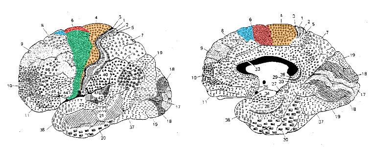 <p>Motor cortex comprises area 4 (primary motor cortex, M1) and area 6 (lateral premotor cortex, supplemental motor area (SMA) and pre-SMA).</p>