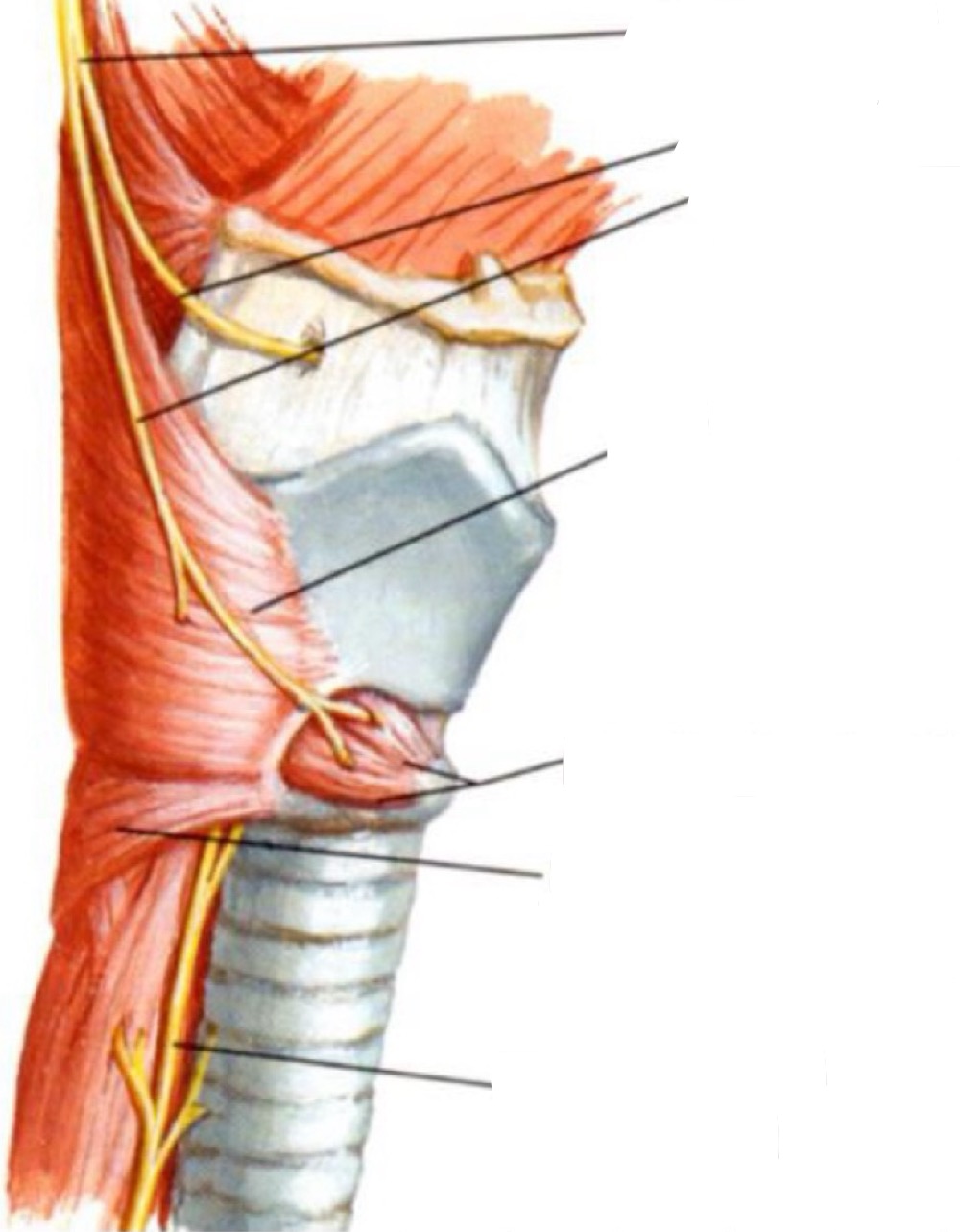 <p>Légender</p>