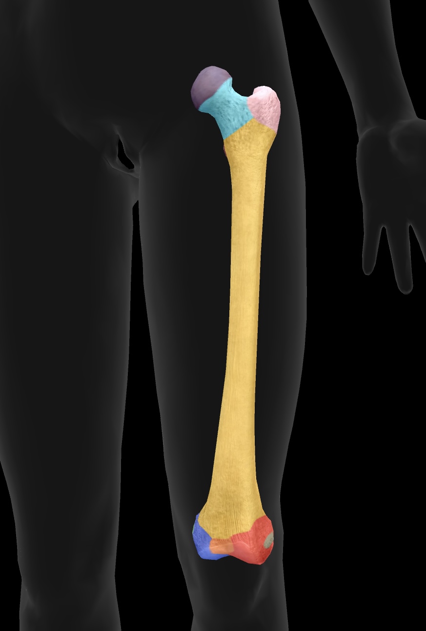 <p>the region below the head of the femur that connects it to the shaft and is prone to fractures (weakest)</p>