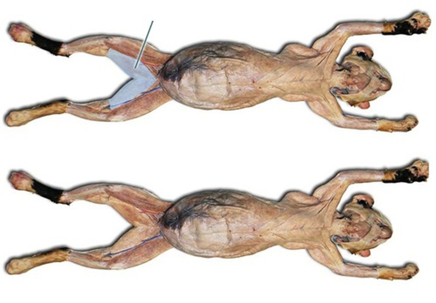 <p>-origin- near pubis symphasis</p><p>-inserts- upon medial surface of tibia</p><p>-function: abducts the thigh</p>