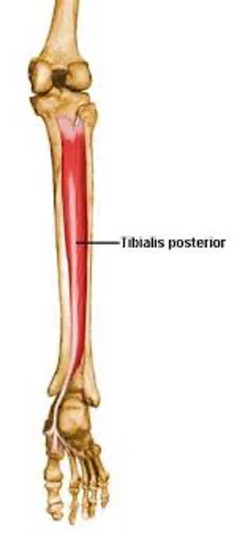 <p>deepest, most medial</p><p><strong>origin:</strong> posterior tibia and posterior fibula </p><p><strong>insertion:</strong> navicular, cuneiforms, cuboid and bases of 2nd-4th metatarsals</p><p><strong>innervation: </strong>tibial nerve (L4-L5)</p><p><strong>action:</strong> plantar flexes ankle, inverts foot, supports medial longitudinal arch of foot </p>