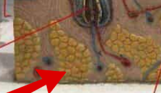 <p>the layer of tissue beneath the skin that contains fat and connective tissue, providing insulation and cushioning for the body.</p>