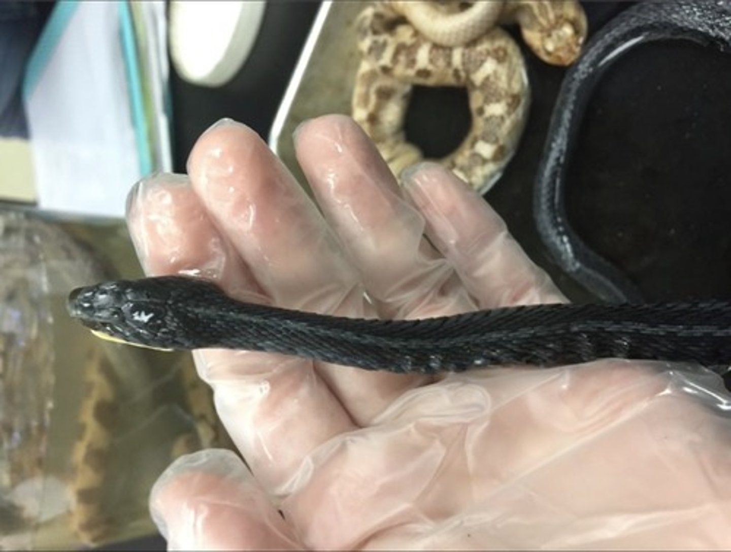 <p>Mostly NON-venomous</p><p>Lack Pelvic Girdle</p><p>Lack functioning left lung</p><p>Many are rear-fanged</p><p>Highly flexible jaws</p>