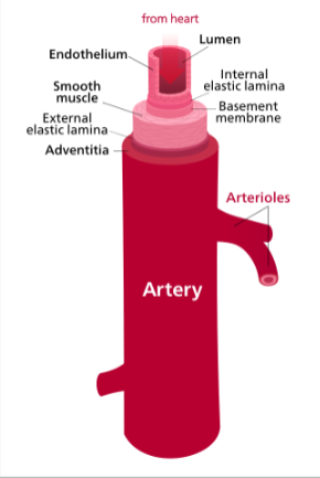 <p>define arteries</p>