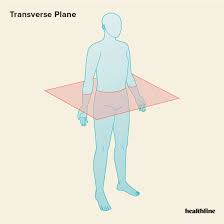 <p>also known as an <em>axial plane</em> or cross-section, divides the body into cranial (head) and caudal (tail) portions. It is&nbsp;parallel to the ground, which (in humans) separates the superior from the inferior, or put another way, the head from the feet.</p>
