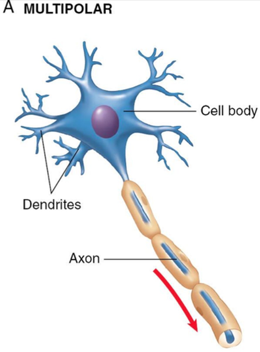 <p>- at least 3 processes attached to the cell body: at least two (often many) dendrites and one axon</p><p>- the most abundant type of neuron in the body</p><p>- multipolar neurons integrate many pieces of information (from many dendrites) to produce a single response which is transmitted through the axon</p>
