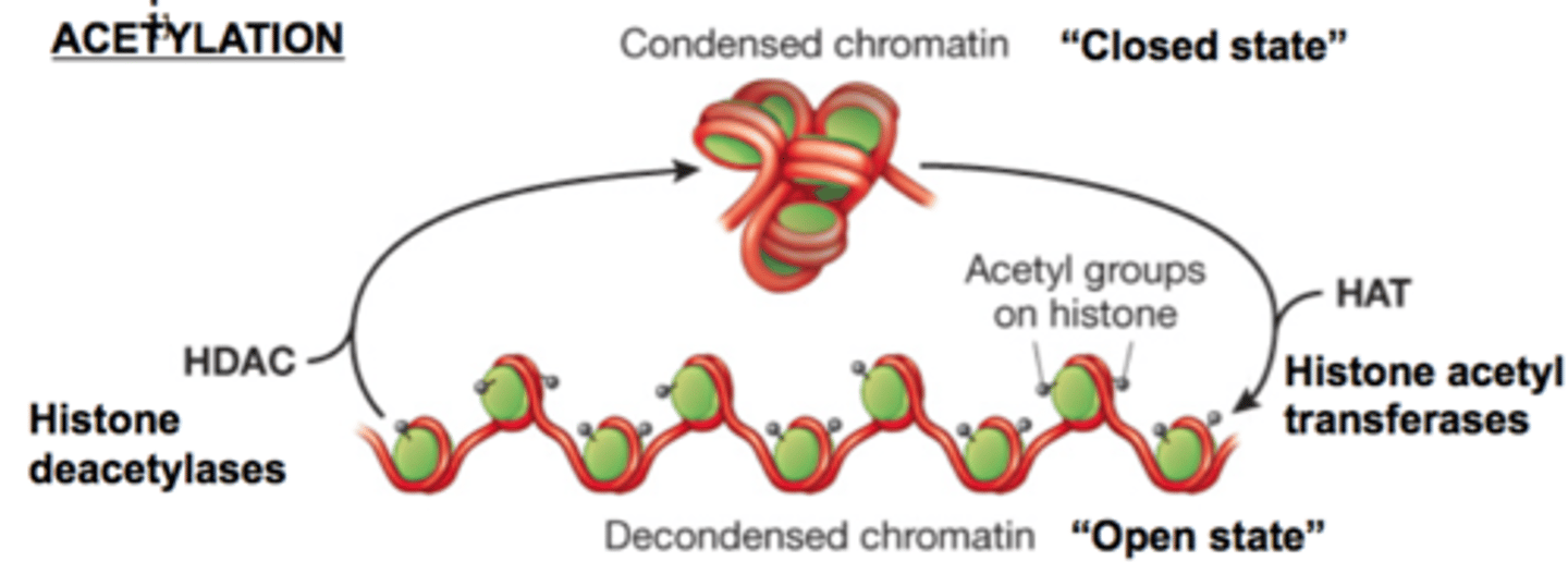 <p>acetate groups added to histones make chromatin decondensed so chromatin can be transcribed</p>