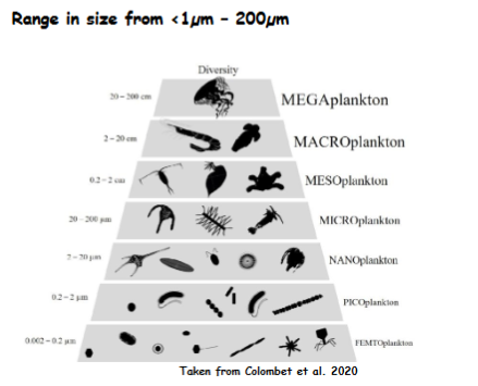 <p>Size range of phytoplankton?</p>
