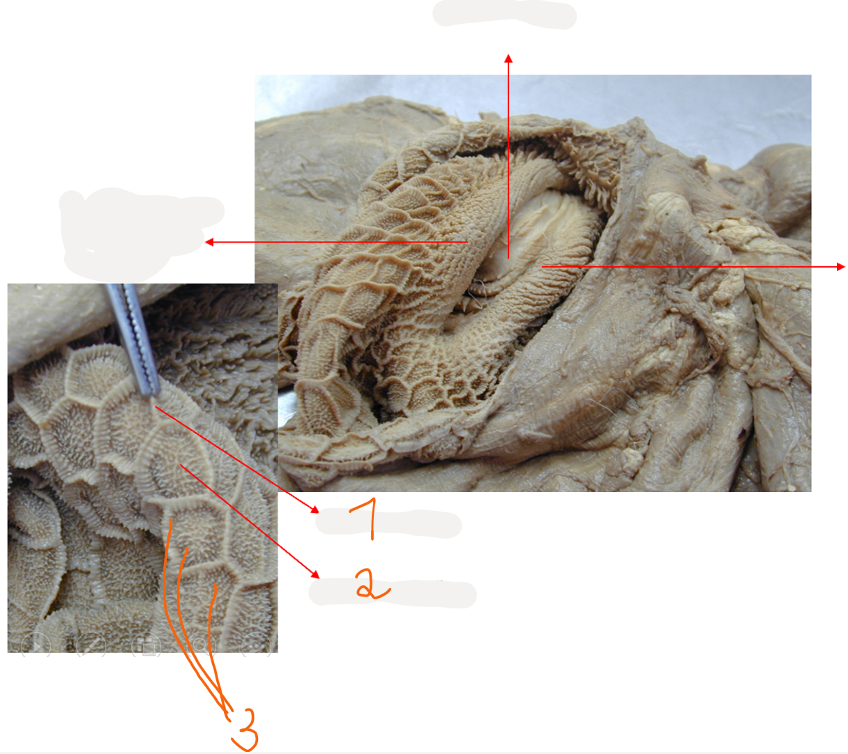 <p>Structures of reticulum? (3)</p>