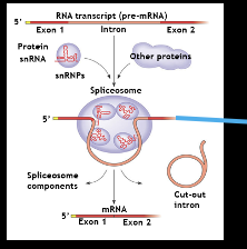 <p>the process of removing introns and joining together exons to form a mature mRNA</p>