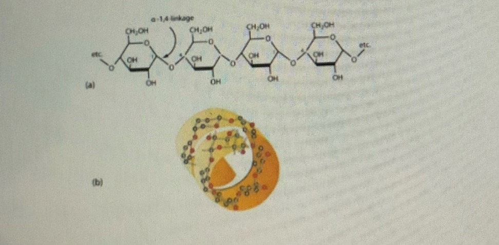 <ul><li><p>Monomer is alpha-glucose</p></li><li><p>alpha-glucose form alpha 1-4 glycosidic bonds in polysaccharide chain</p></li><li><p>Only a few alpha glucose molecules per chain</p></li><li><p>Unbranched, hence water soluble</p></li><li><p>Intra chain hydrogen bonding form spiral shape in secondary structure</p></li></ul>