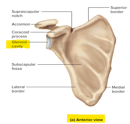 <p>The glenoid cavity </p>