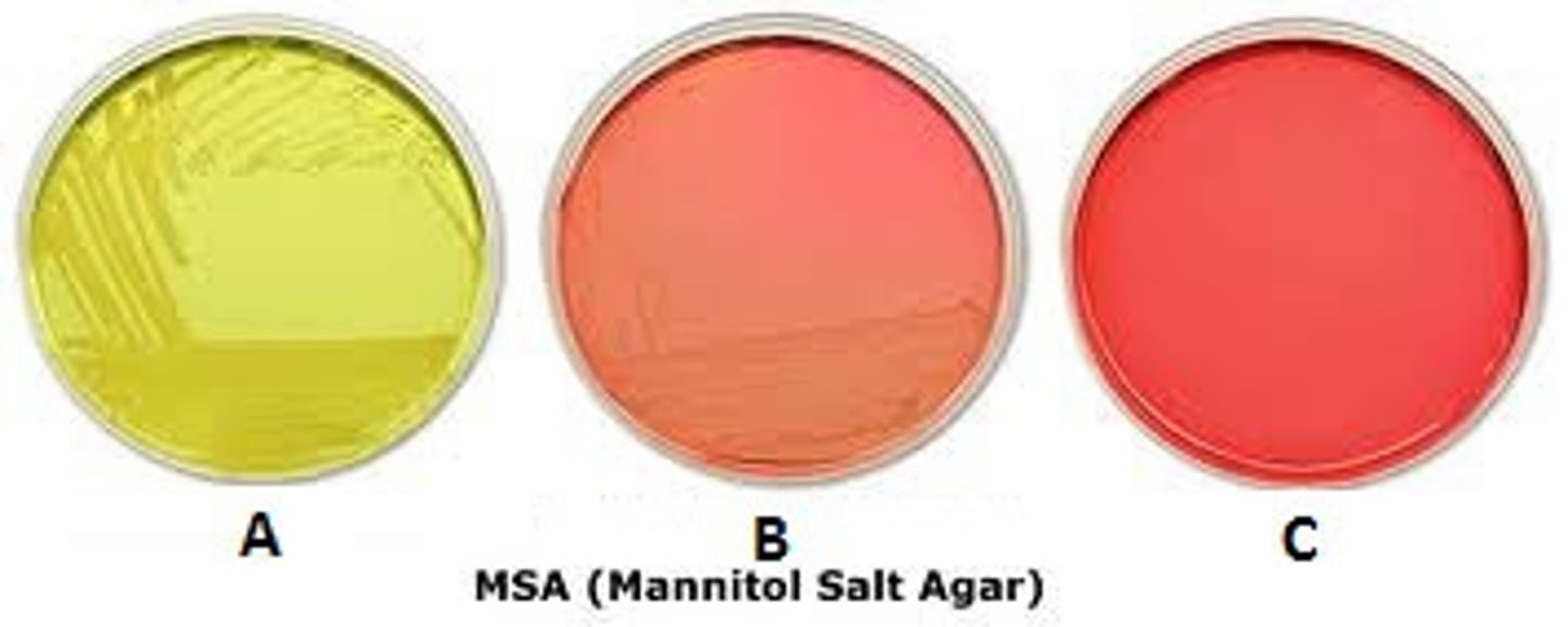<p>Staphylococcus aureus grows on MSA and ferment mannitol, producing an acid, which turns the phenol red in the medium to yellow</p>
