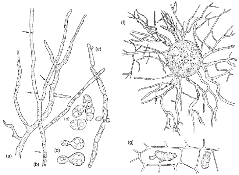 <p>(F) Thallus</p>