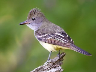 <p>Great Crested Flycatcher</p>