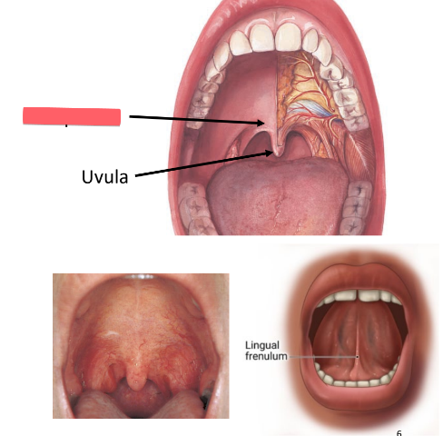 <ul><li><p>muscular arch: skeletal muscle</p></li></ul><p></p>