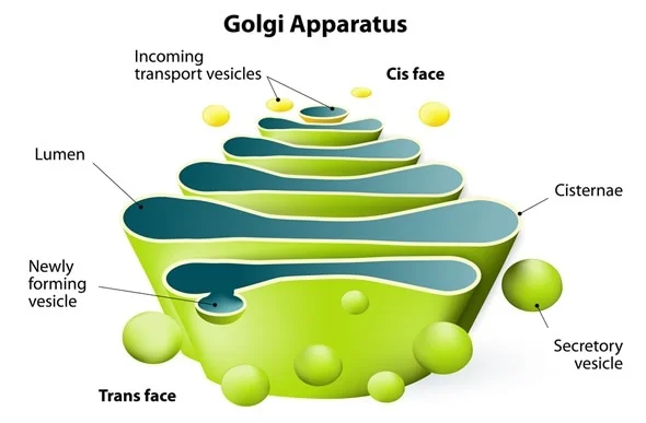 <p>is a stack of flattened membrane sacs (called cisternae).the interior of each cisternae is called the lumen and contains the enzymes necessary for the golgi complex to function. the golgi complex controls the modification and packaging pf proteins for transport.</p>