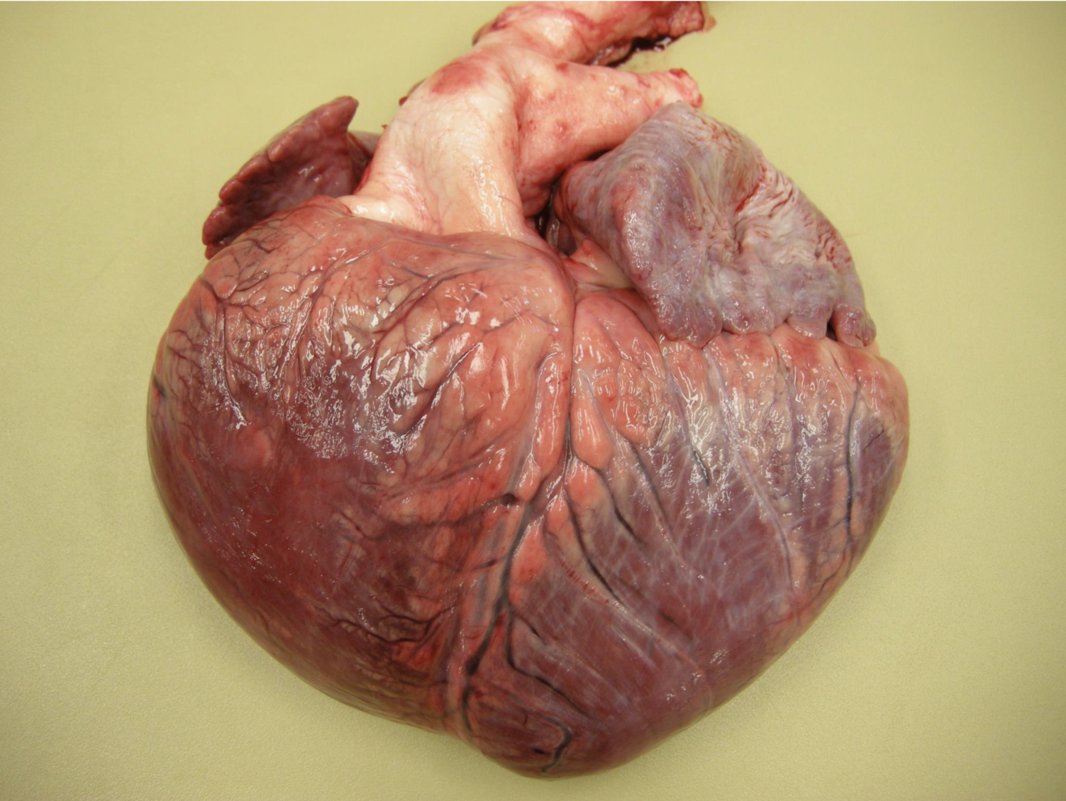 <p>What is this an example of?</p>