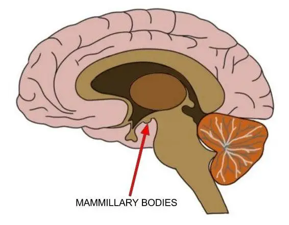 <p>reflex centers involved in smell (olfactory), and bulge from the hypothalamus, posterior to the pituitary gland</p>