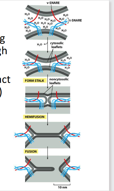 <p>mediate vesicle docking &amp; fusion</p><p>Help displace water and bring<br>membranes into close enough<br>proximity to merge<br>• v-SNAREs (single helix) interact<br>with t-SNAREs (three helices)<br>to form a bundle termed a<br>trans SNARE complex</p><p>Note: AAA proteins couple ATP hydrolysis with conformational changes<br>Previous example – AAA proteases are used to translocate proteins into the proteosome for degradation</p>