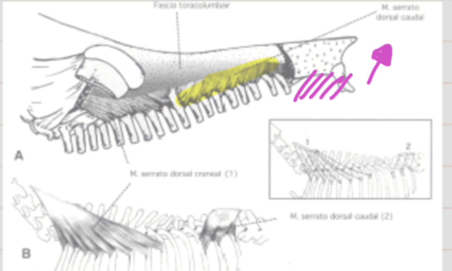 <p><span class="bgP">Innervate :</span>   intercostal nerves</p><p><span class="bgP">function</span> : draws ribs backward and contract the thorax = expiration process</p><p><span class="bgP">where :</span> ribs</p>