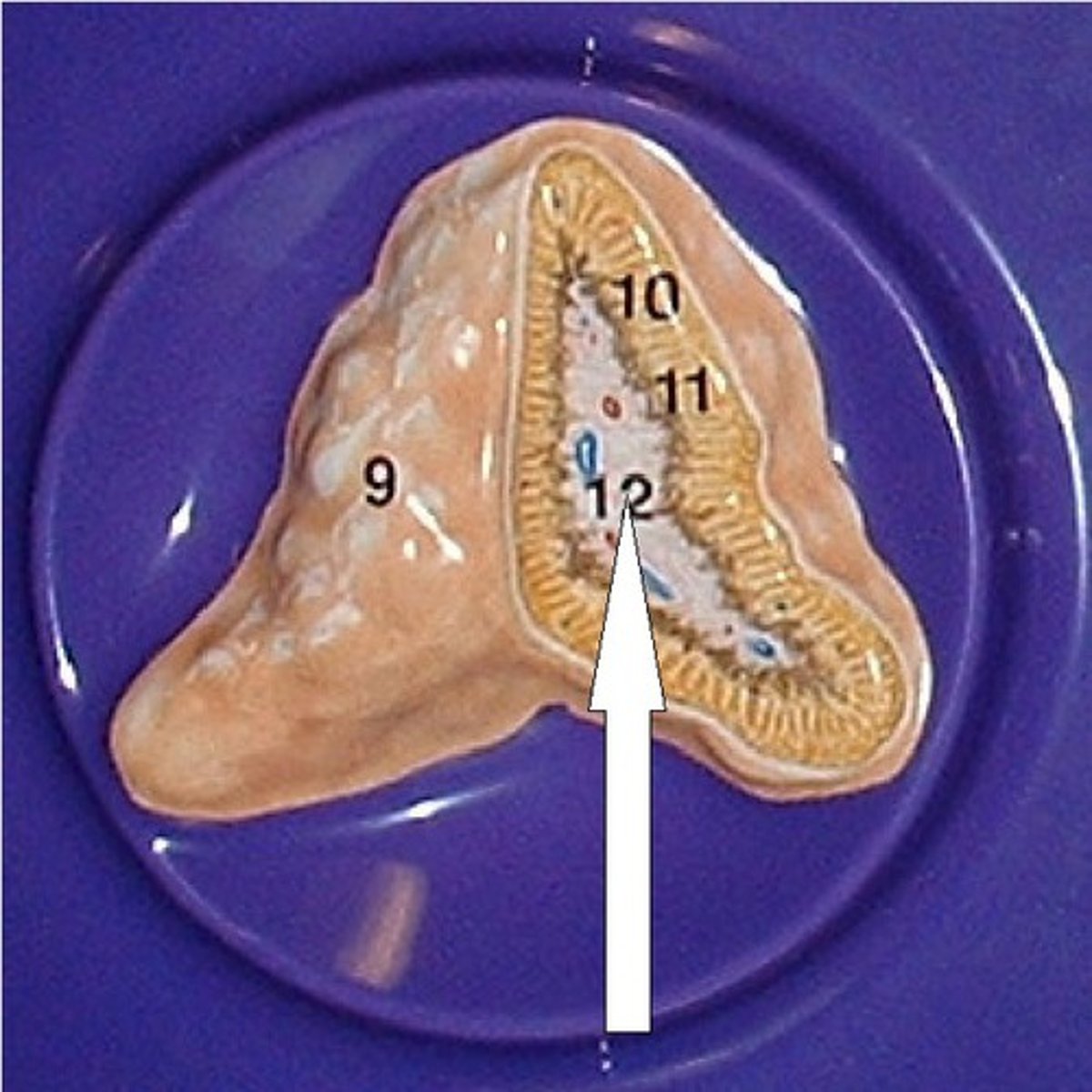 knowt flashcard image