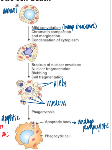 <ol><li><p>mild convolution; chromatin compaction and margination; condensation of cytoplasm </p></li><li><p>breakup of nuclear envelope; nuclear fragmentation; blebbing; cell fragmentation </p></li><li><p>phagocytosis </p></li></ol><p></p>