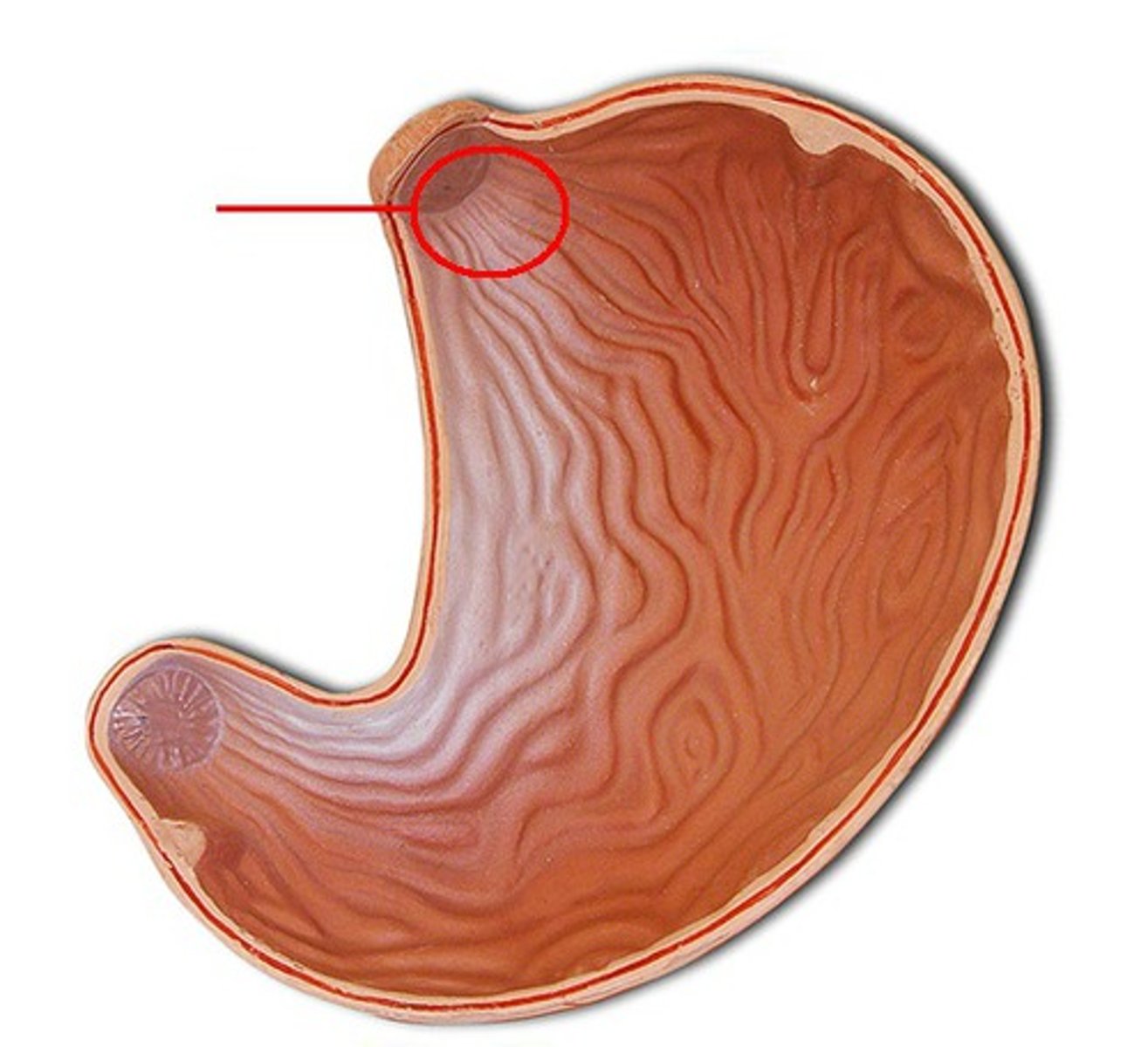 <p>Identify the structure, organ, or bone.</p>
