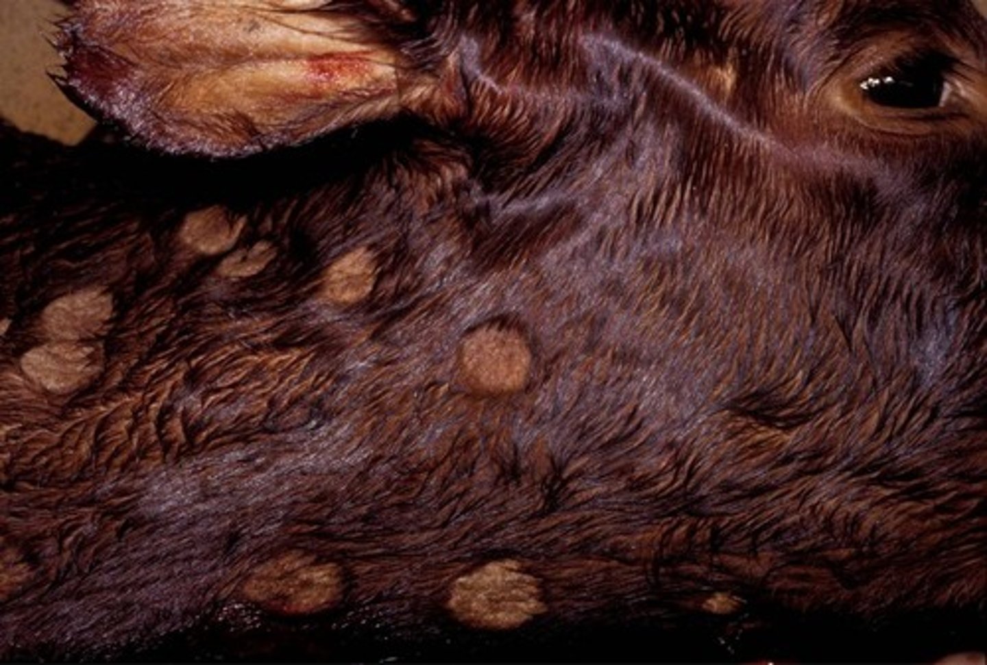<p>A cow presents with these circular lesions that are crusting, grey and flaky. It is mostly around the head and neck. There is hairloss. What do you think this is? How are you going to diagnose? How do you treat?</p>