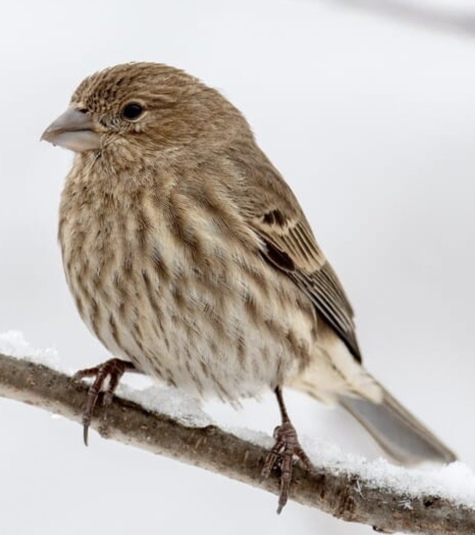 <p>House Finch</p><p>(red around the face and upper breast, streaky brown back, belly, and tail, dark eyes, seed eating bill) </p><p>females are more brown overall </p>