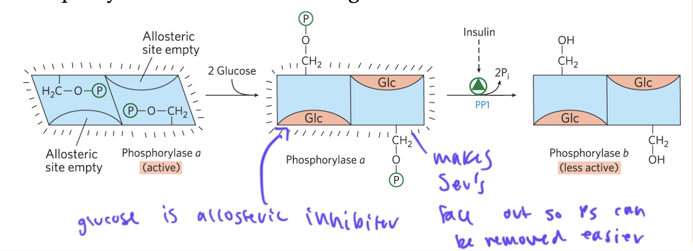 <ul><li><p>is a glucose sensor</p></li><li><p>once glucose levels get high, glucose binds to the allosteric sites of phosphorylase a, causing the Ser’s face out of the phosphorylase when it is P’d so that they can be removed easier (allows for regulation) to convert it to phosphorylase b form</p></li><li><p>when insulin comes in (bc glucose levels high), it also helps convert phosphorylase a to phosphorylase b to inhibit glycogenolysis since glucose levels are high again</p></li></ul><p></p>