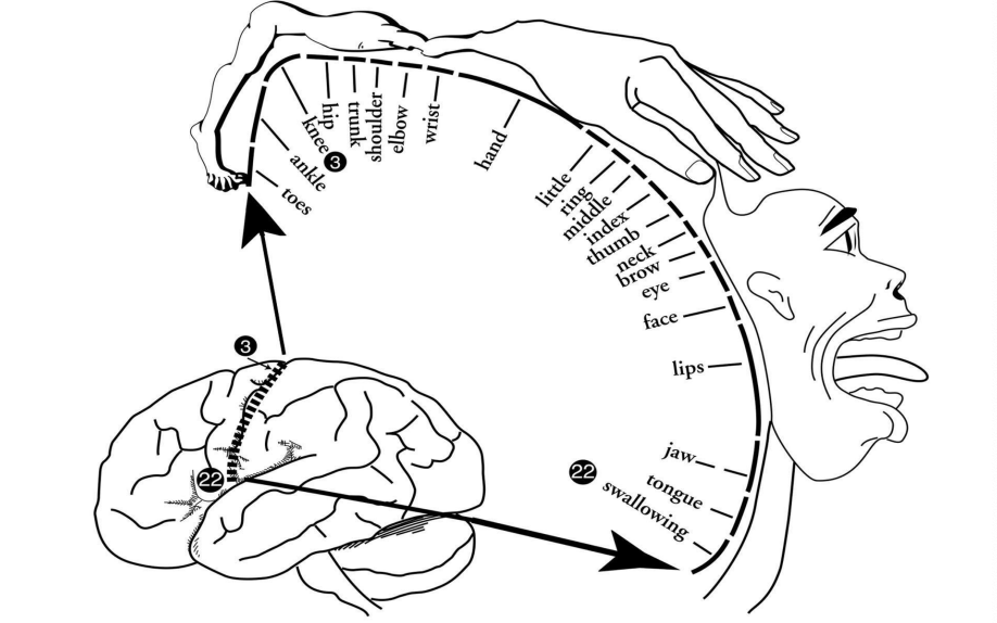 <p><span data-name="black_small_square" data-type="emoji">▪</span> Cerebral cortex / Cerebrum: outer layer of cerebral hemispheres </p><p><span data-name="black_small_square" data-type="emoji">▪</span> Major functional categories: </p><p>1) primary motor cortex </p><p>2) primary sensory cortex </p><p>3) primary auditory cortex </p><p>4) primary visual cortex</p>