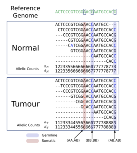 <ul><li><p>germline mutations are also detected (we ignore); only looking at somatic mutations</p></li><li><p>sequence both samples (tumor +normal DNA)</p></li><li><p>align reads to reference genome (generate BAM files for tumor and normal)</p></li><li><p>compare at each genomic position</p><ul><li><p>tumor = variant, normal = no variant → somatic mutation</p></li><li><p>tumor = variant, normal = variant → germline variant</p></li></ul></li><li><p>statistical modeling: evaluating read depth, variant allele fraction, base quality, tumor purity</p><ul><li><p>estimating the probability that the variant exists only in tumor and not sequencing noise</p></li></ul></li></ul><p></p>