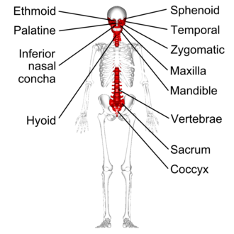 <p>classification of bones?</p>