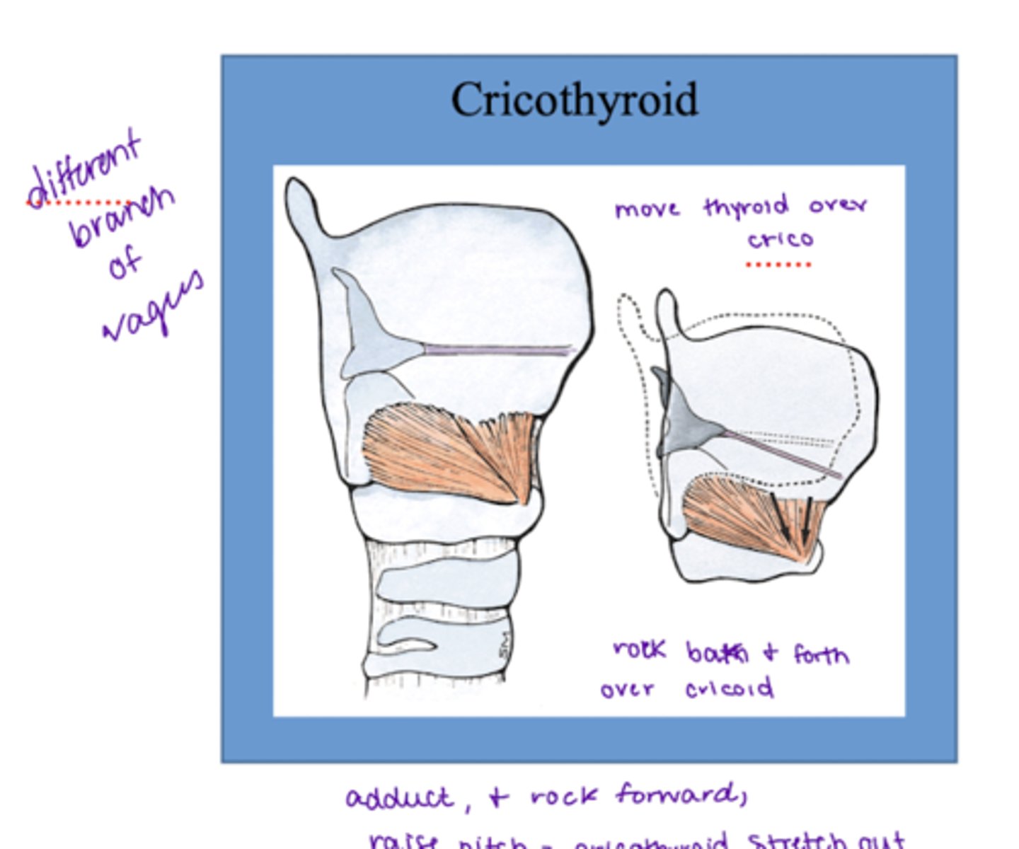 <p>Move the thyroid cartilages together on top of the cricoid cartilage → adducts + stretches out the vocal ligaments→ increases pitch</p>
