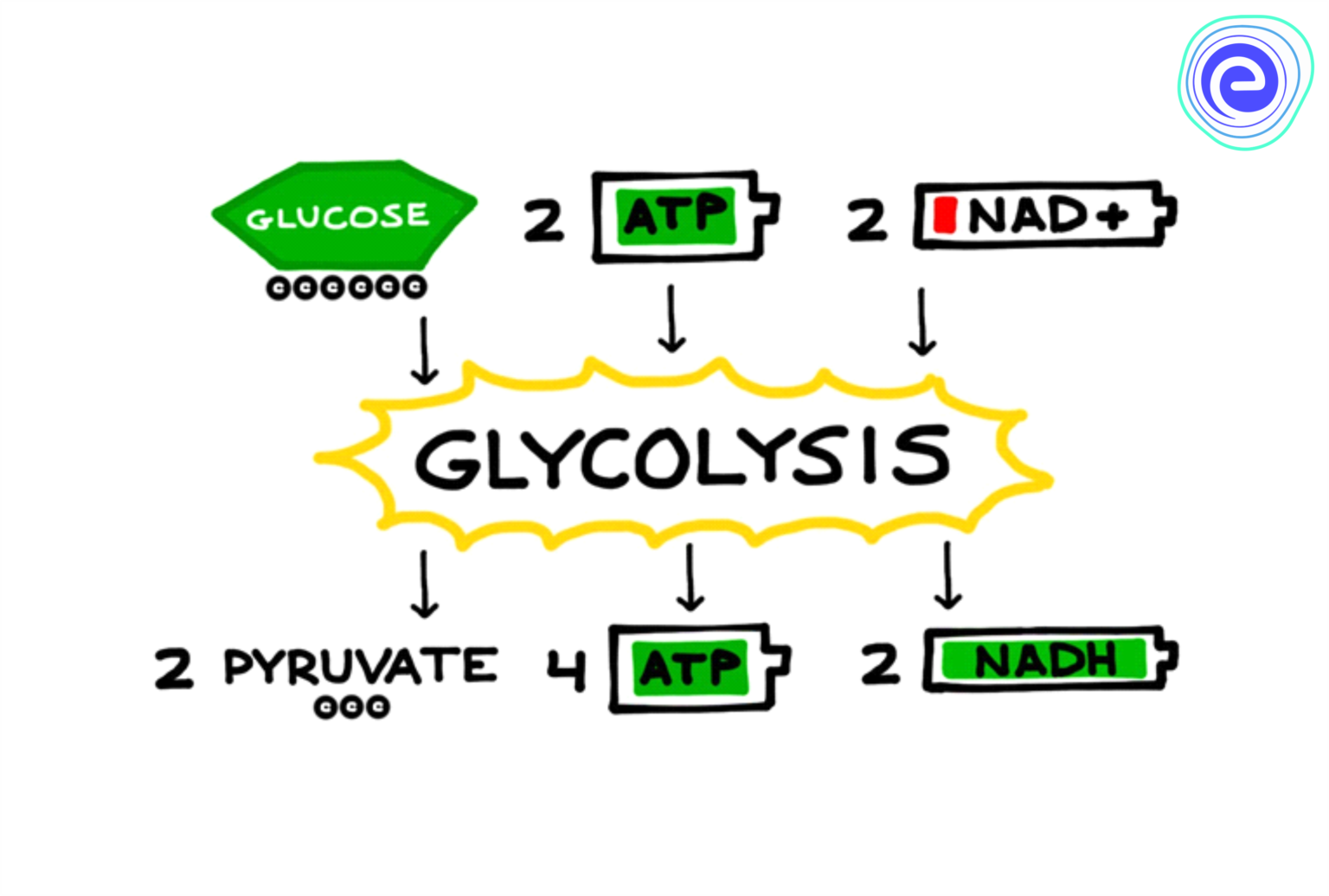 Glycolysis